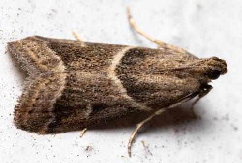 Réf. 350 283 : Nyctegretis ruminella
